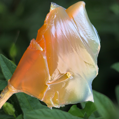 NSF aprobó aceite base de alta viscosidad grasa de calcio de color amarillo y asequible